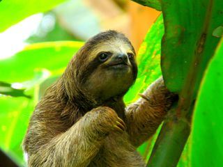 Die Superkraefte der Tiere