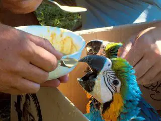 Das Waisenhaus fuer wilde Tiere