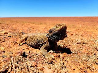 Built to Survive - Überleben ist alles