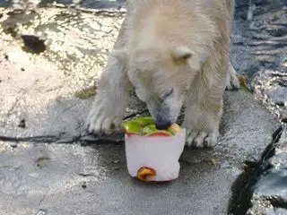 Seeloewe & Co - tierisch beliebt