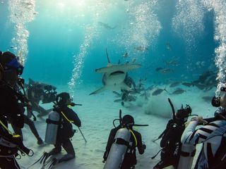 Deadly Mission Shark - Rettet die Haie