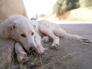 Hilfe fuer Italiens Strassenhunde