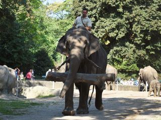 Leopard, Seebaer & Co.