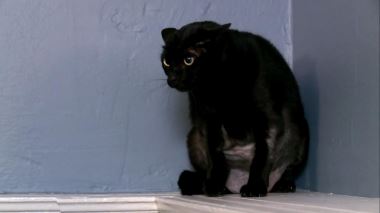 Der Katzenfluesterer