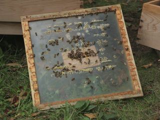 Die Superkraefte der Tiere