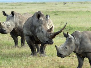 Rift Valley - Der grosse Graben