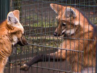 Elefant, Tiger & Co. Elefant, Tiger & Co.