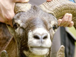 Anna und die wilden Tiere